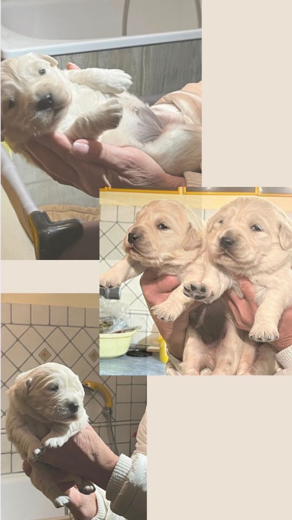 Of darling dog - Golden Retriever - Portée née le 28/10/2025