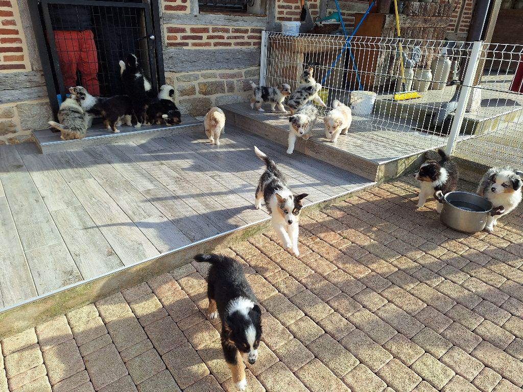 Of darling dog - Berger Australien - Portée née le 11/08/2025